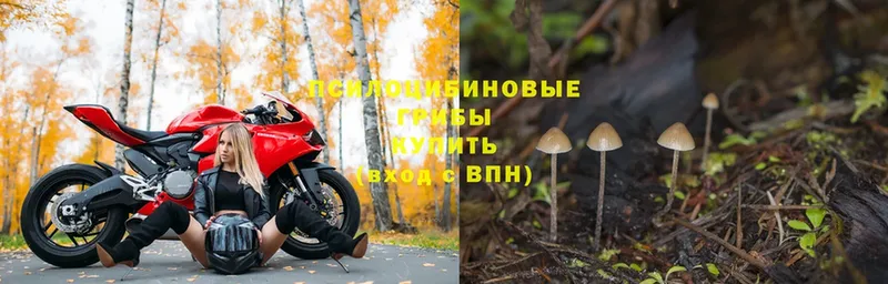 что такое   Вичуга  Галлюциногенные грибы Psilocybine cubensis 